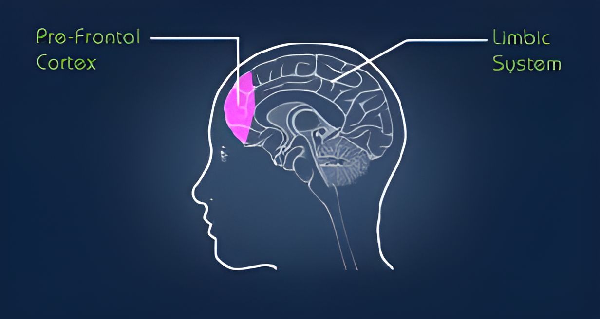 Frontal lobe and limbic system